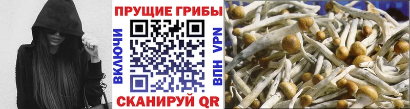 МЕГА ONION  Дмитров  Псилоцибиновые грибы MAGIC MUSHROOMS 